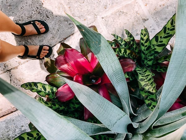 Flowers at Vizcaya, aedison.aieoederdu.tk
