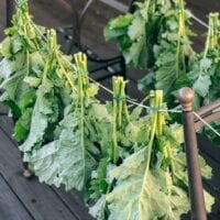 Drying and Preserving Kale Greens, aedison.aieoederdu.tk