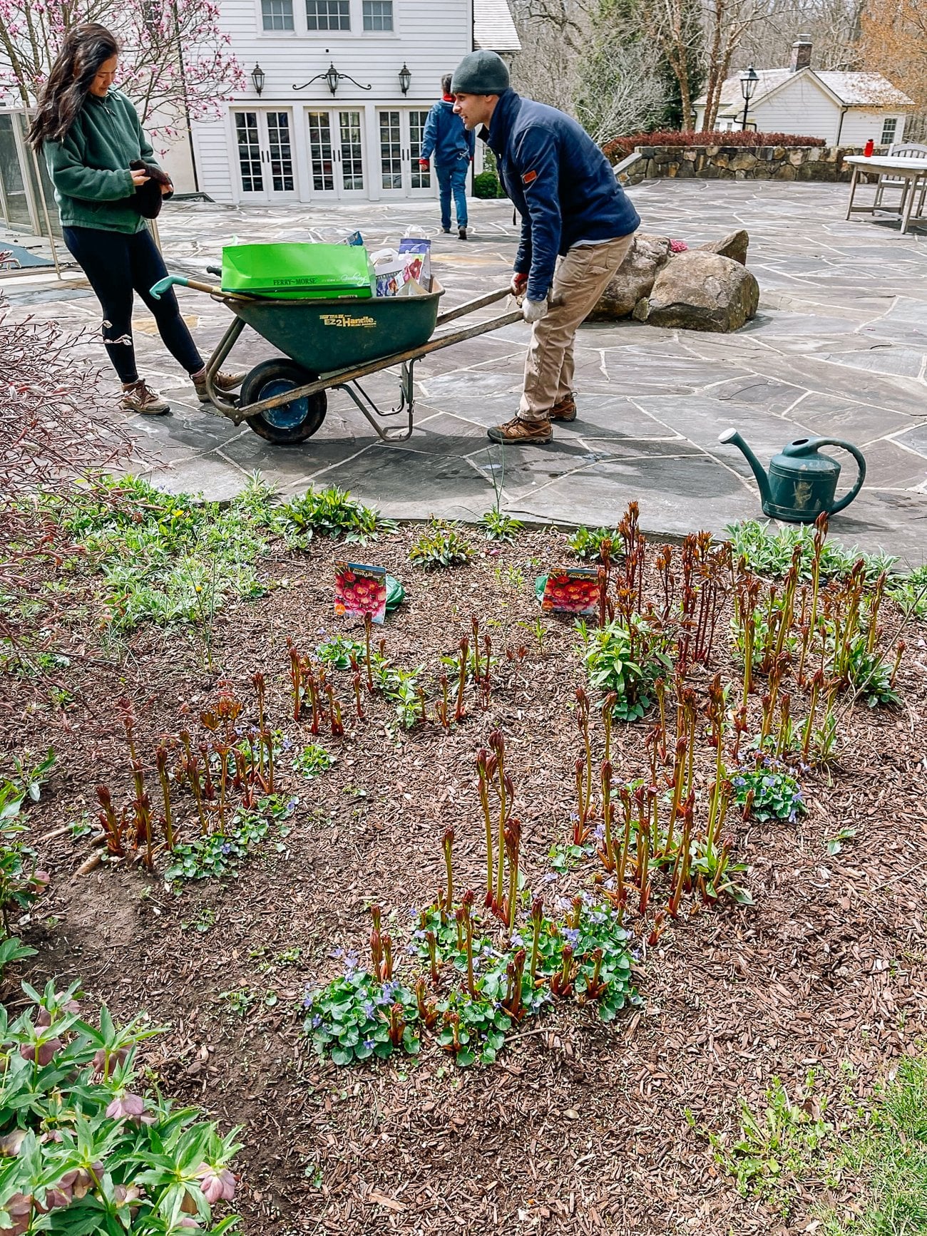 peonies popping out of the ground