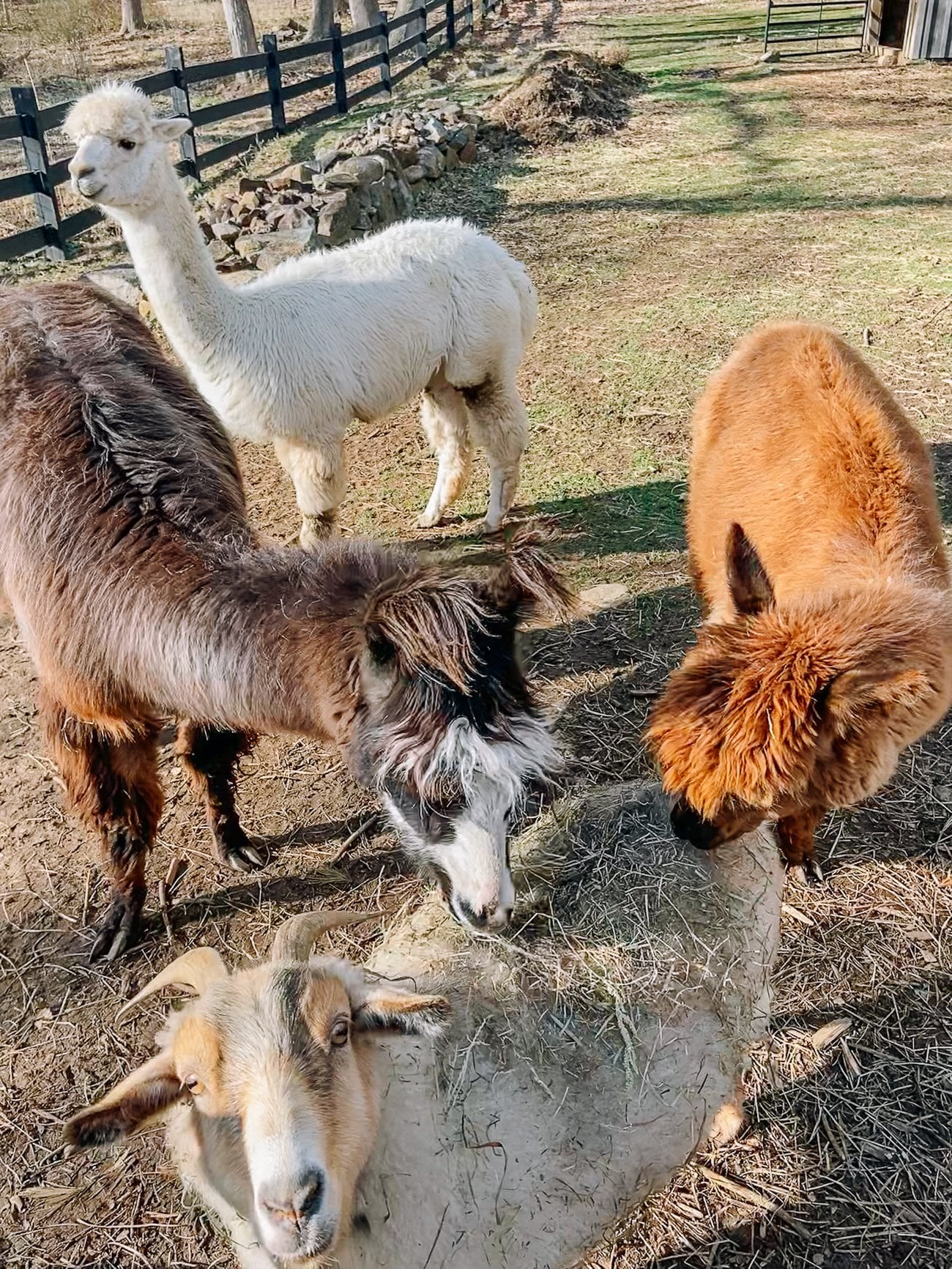 Llama and alpaca eating hay off of goat's back