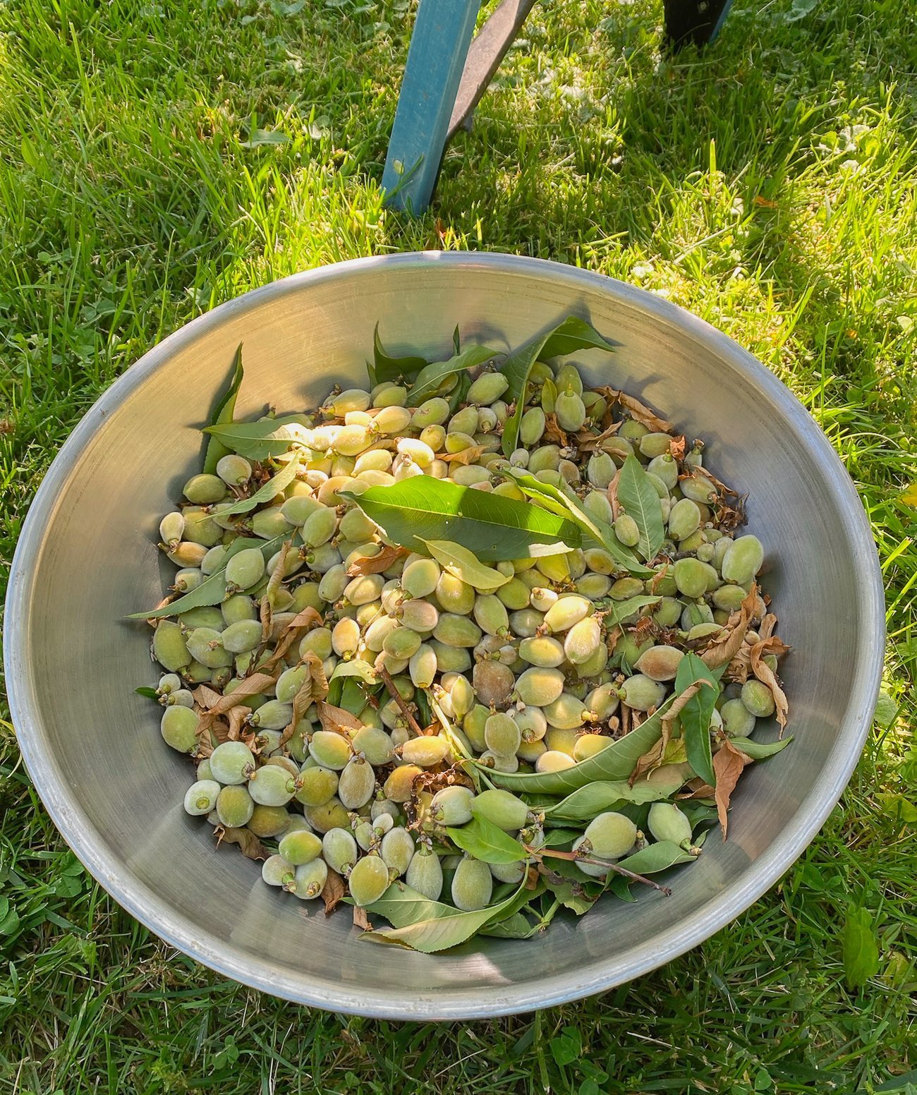 thinned peaches in bowl